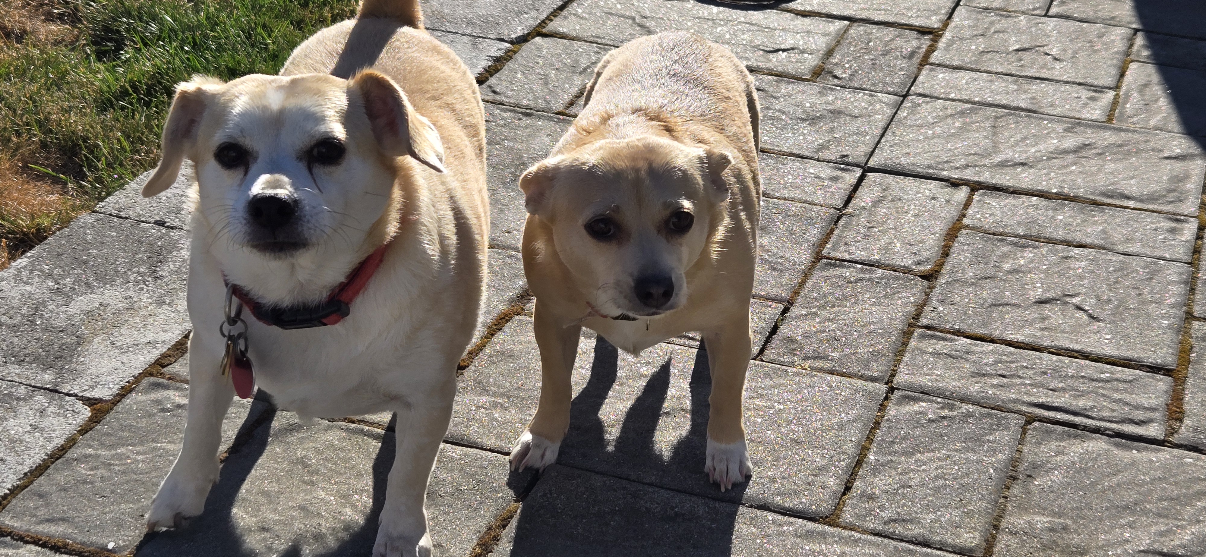 Sophie and Max, two small tan and cream Chihuahua-mix dogs standing together in the sun, from Levittown, NY